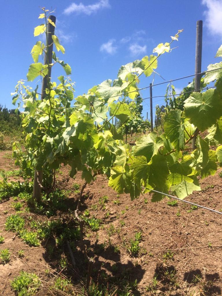 Reserva Los Maquis Cobquecura Eksteriør bilde